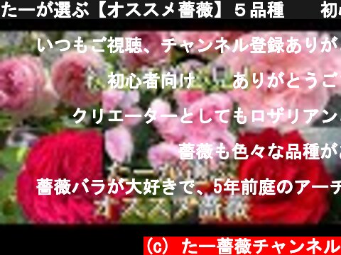 たーが選ぶ【オススメ薔薇】５品種🌹✨初心者さん必見!!  (c) たー薔薇チャンネル