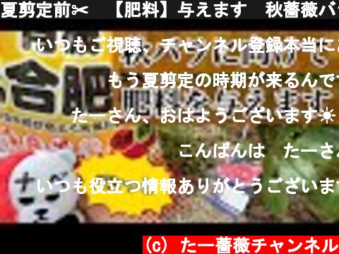 夏剪定前✂️【肥料】与えます💊秋薔薇バシっと咲かせましょう😊🐻  (c) たー薔薇チャンネル