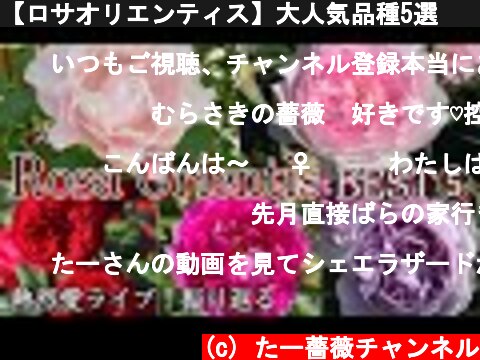 【ロサオリエンティス】大人気品種5選🌹✨ライブ配信を振り返る😊🐻  (c) たー薔薇チャンネル
