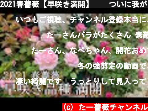 2021春薔薇【早咲き満開】🌹✨ついに我が家も満開となりました😊🌹  (c) たー薔薇チャンネル