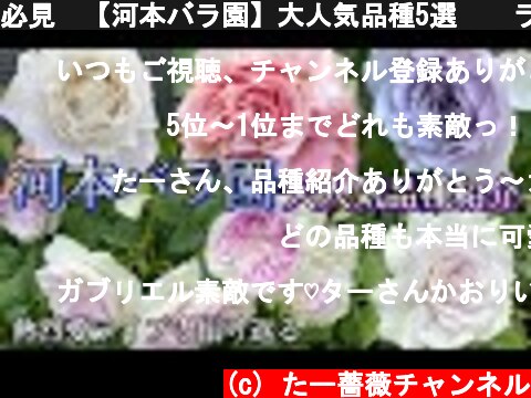 必見❗【河本バラ園】大人気品種5選🌹✨ライブ配信を振り返る😊🐻  (c) たー薔薇チャンネル