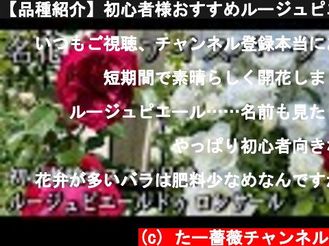 【品種紹介】初心者様おすすめルージュピエールドゥロンサール🌹名花アイスバーグ😊🐻  (c) たー薔薇チャンネル