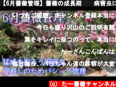 【6月薔薇管理】薔薇の成長期🌹✨病害虫に負けるな😊🐻  (c) たー薔薇チャンネル