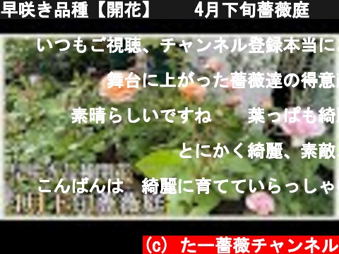 早咲き品種【開花】🌹✨4月下旬薔薇庭😊🐻満開まであと少し🌹✨  (c) たー薔薇チャンネル