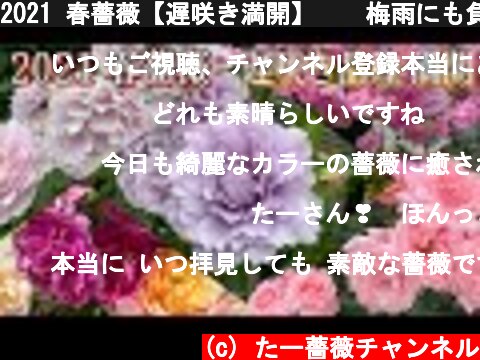 2021 春薔薇【遅咲き満開】🌹✨梅雨にも負けず頑張って咲いてます😊🐻  (c) たー薔薇チャンネル