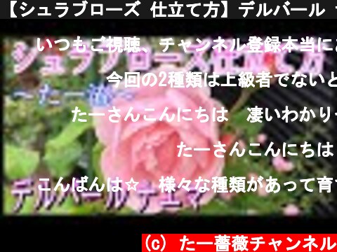 【シュラブローズ 仕立て方】デルバール ナエマ🌹✨  (c) たー薔薇チャンネル