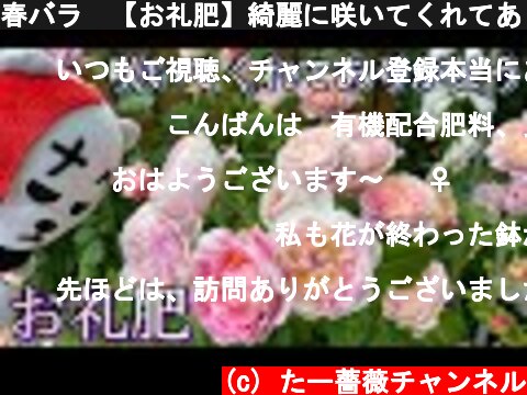 春バラ🌹【お礼肥】綺麗に咲いてくれてありがとう😊🐻  (c) たー薔薇チャンネル