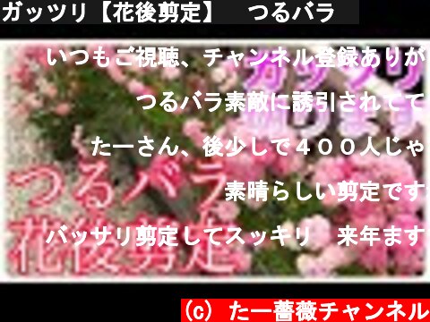 ガッツリ【花後剪定】🌹つるバラ🥀  (c) たー薔薇チャンネル