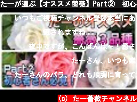 たーが選ぶ【オススメ薔薇】Part②🌹初心者さん必見！！  (c) たー薔薇チャンネル