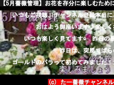 【5月薔薇管理】お花を存分に楽しむためにバシっと管理😊🐻  (c) たー薔薇チャンネル