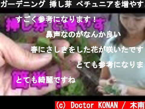 ガーデニング 挿し芽 ペチュニアを増やすよ！ 花壇 春夏秋 gardening  (c) Doctor KONAN / 木南