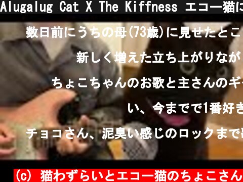 Alugalug Cat X The Kiffness エコー猫に歌わせてギター弾いてみた[チョコさんオンリーver.]  (c) 猫わずらいとエコー猫のちょこさん