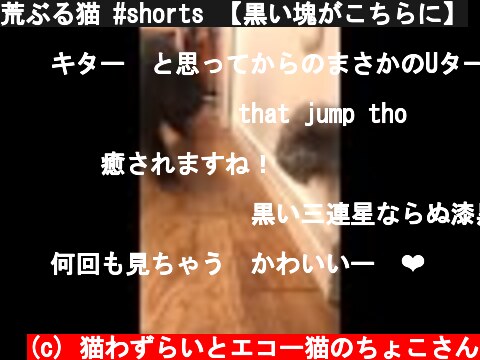 荒ぶる猫 #shorts 【黒い塊がこちらに】  (c) 猫わずらいとエコー猫のちょこさん