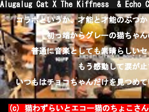 Alugalug Cat X The Kiffness  & Echo Cat Guitar [International Mashup]【ノコノコナーオ】エコー猫に歌わせてギター弾いてみた  (c) 猫わずらいとエコー猫のちょこさん