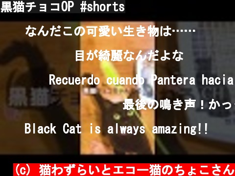 黒猫チョコOP #shorts  (c) 猫わずらいとエコー猫のちょこさん
