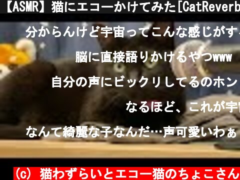 【ASMR】猫にエコーかけてみた[CatReverb]Cats meet with microphone  (c) 猫わずらいとエコー猫のちょこさん