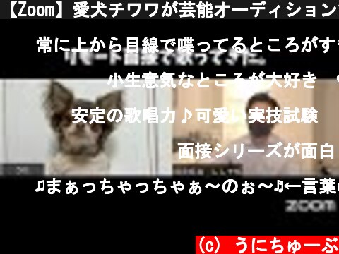 【Zoom】愛犬チワワが芸能オーディションで実技試験を受けてきた。【おしゃべりペット】  (c) うにちゅーぶ