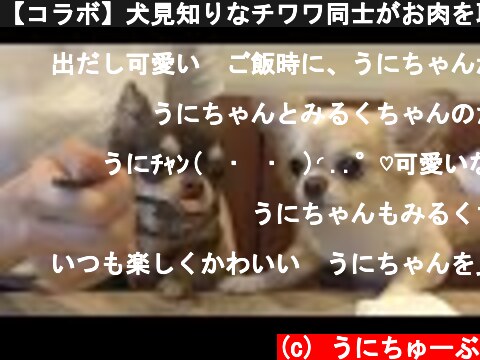 【コラボ】犬見知りなチワワ同士がお肉を取り合うとこうなります...【うしすけ】  (c) うにちゅーぶ
