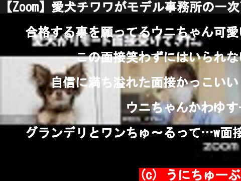 【Zoom】愛犬チワワがモデル事務所の一次面接を受けてきた。【おしゃべりペット】  (c) うにちゅーぶ