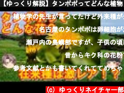【ゆっくり解説】タンポポってどんな植物？日本のタンポポは珍しい！？  (c) ゆっくりネイチャー部