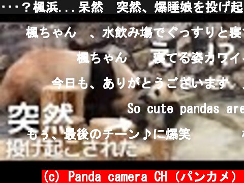 •••？楓浜...呆然😂突然、爆睡娘を投げ起こす良浜🐼アドベンチャーワールド giantpanda 赤ちゃんパンダ  (c) Panda camera CH（パンカメ）