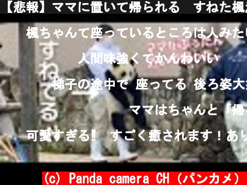 【悲報】ママに置いて帰られる🥺すねた楓浜 抱っこで強制退場😂  (c) Panda camera CH（パンカメ）