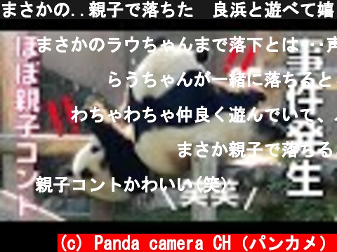 まさかの..親子で落ちた😂良浜と遊べて嬉しい楓浜がはりきりすぎwパンダの親子🐼  (c) Panda camera CH（パンカメ）