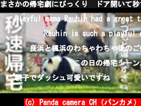 まさかの帰宅劇にびっくり😳ドア開いて秒で帰るwパンダの親子 良浜&楓浜  (c) Panda camera CH（パンカメ）
