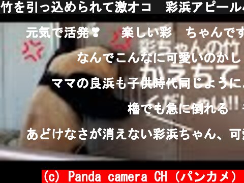 竹を引っ込められて激オコ💢彩浜アピール小暴れ劇場🐼アドベンチャーワールド パンダ giantpanda  (c) Panda camera CH（パンカメ）