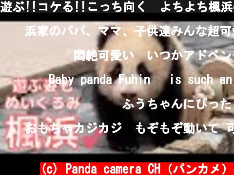遊ぶ!!コケる!!こっち向く😍よちよち楓浜の可愛すぎる4分間🐼アドベンチャーワールド giantpanda 赤ちゃんパンダ  (c) Panda camera CH（パンカメ）