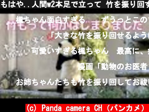 もはや..人間w2本足で立って 竹を振り回す遊びが謎😂子パンダ楓浜🍁  (c) Panda camera CH（パンカメ）