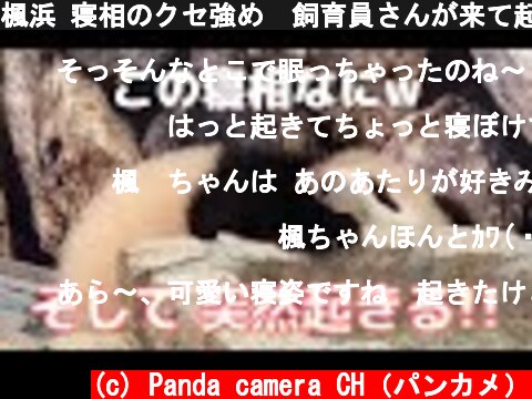 楓浜 寝相のクセ強め😂飼育員さんが来て起きるけどやっぱり眠い...🐼アドベンチャーワールド giantpanda 赤ちゃんパンダ  (c) Panda camera CH（パンカメ）