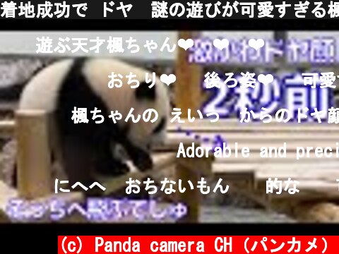 着地成功で ドヤ😤謎の遊びが可愛すぎる楓浜🐼アドベンチャーワールド giantpanda  (c) Panda camera CH（パンカメ）