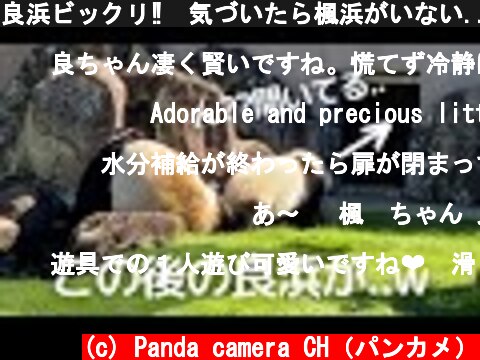 良浜ビックリ‼️気づいたら楓浜がいない...コントのような帰宅シーン😂パンダの親子🐼  (c) Panda camera CH（パンカメ）