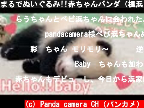 まるでぬいぐるみ!!赤ちゃんパンダ（楓浜 ふうひん）と初対面😍カラスに見張られてた結浜😅今日のパンダファミリー🐼 アドベンチャーワールド giantpanda  (c) Panda camera CH（パンカメ）