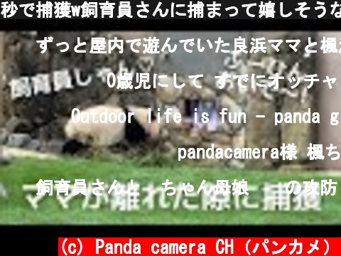 秒で捕獲w飼育員さんに捕まって嬉しそうな楓浜♡竹入れ替え前のほっこりパンダ親子🐼  (c) Panda camera CH（パンカメ）