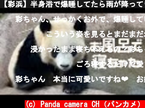 【彩浜】半身浴で爆睡してたら雨が降ってきて走って帰宅🐼 アドベンチャーワールド giantpanda  (c) Panda camera CH（パンカメ）