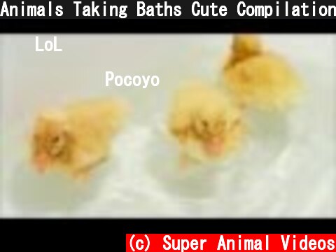 Animals Taking Baths Cute Compilation  (c) Super Animal Videos