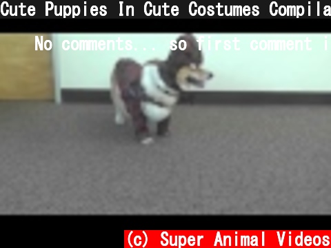 Cute Puppies In Cute Costumes Compilation  (c) Super Animal Videos