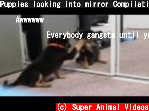 Puppies looking into mirror Compilation  (c) Super Animal Videos