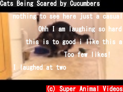 Cats Being Scared by Cucumbers  (c) Super Animal Videos