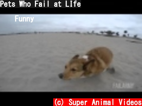 Pets Who Fail at LIfe  (c) Super Animal Videos