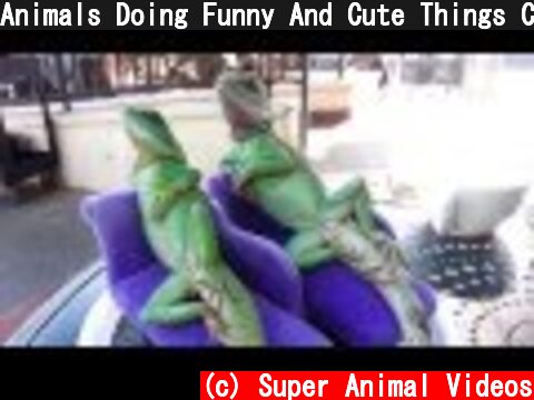 Animals Doing Funny And Cute Things Compilation  (c) Super Animal Videos
