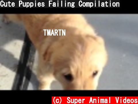 Cute Puppies Failing Compilation  (c) Super Animal Videos