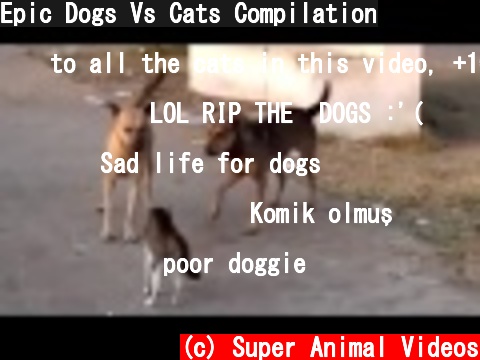 Epic Dogs Vs Cats Compilation  (c) Super Animal Videos