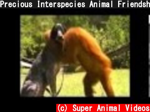 Precious Interspecies Animal Friendship Short  (c) Super Animal Videos