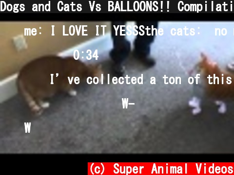Dogs and Cats Vs BALLOONS!! Compilation  (c) Super Animal Videos