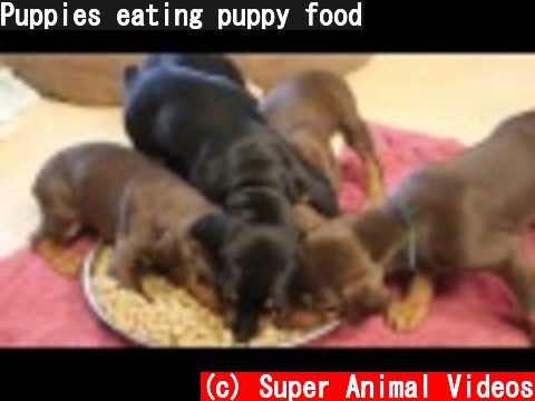Puppies eating puppy food  (c) Super Animal Videos
