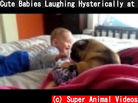 Cute Babies Laughing Hysterically at Dogs  (c) Super Animal Videos