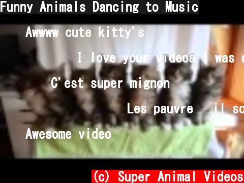 Funny Animals Dancing to Music  (c) Super Animal Videos